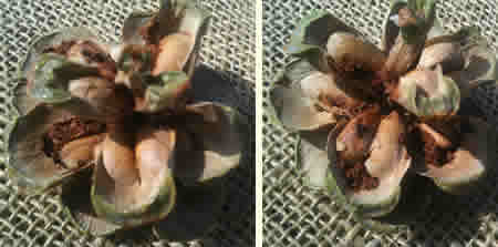 Pine Cone With Blighted Seed