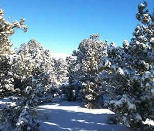Pinyoun Pine Tree Snow Packs 2010
